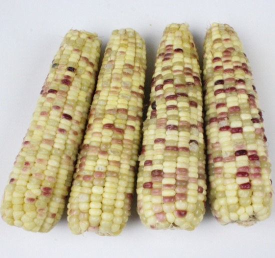 彩色糯玉米 彩色糯玉米
