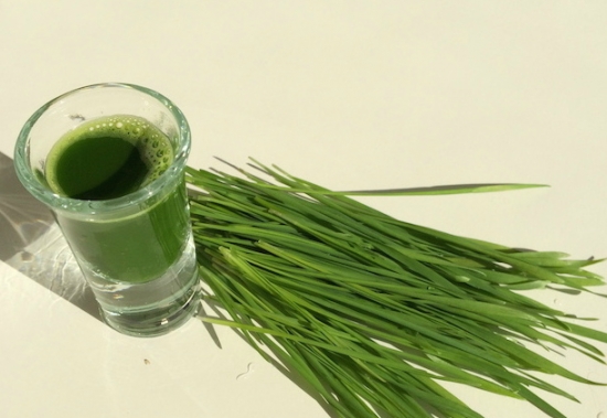 新鲜的小麦草汁 新鲜的小麦草汁