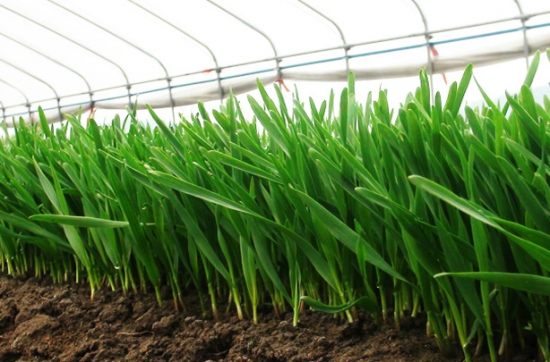 大棚种植的小麦草 大棚种植的小麦草