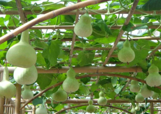 葫芦只开雄花怎么办 葫芦只开雄花怎么办