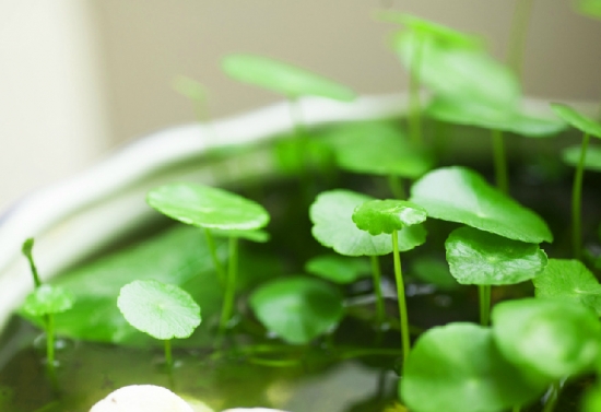 半水半土 半水半土