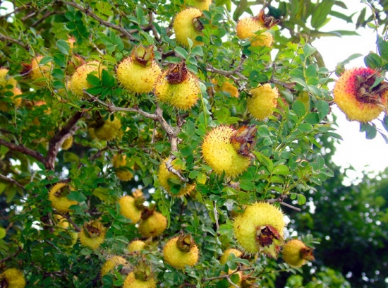 果实累累事物刺梨树 果实累累事物刺梨树