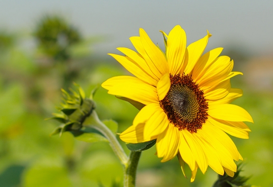 向日葵向阳 向日葵向阳