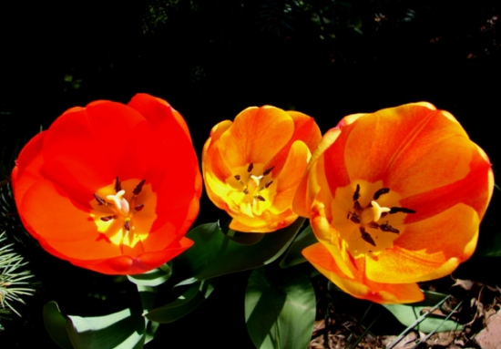 郁金香开花 郁金香开花