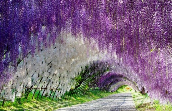 紫藤价格 紫藤价格