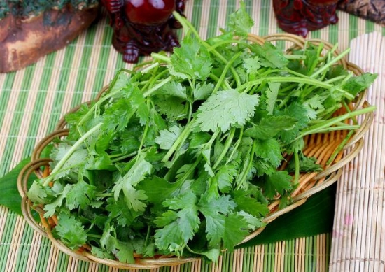 香菜小知识 香菜小知识