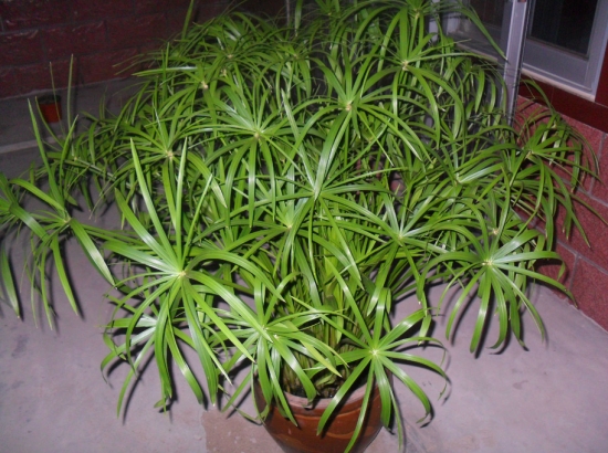 水竹有什么作用 水竹有什么作用