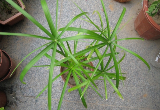 水竹有什么作用 水竹有什么作用