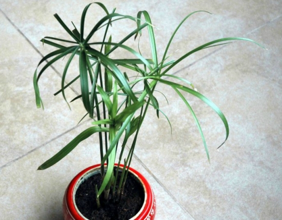 水竹有什么作用 水竹有什么作用