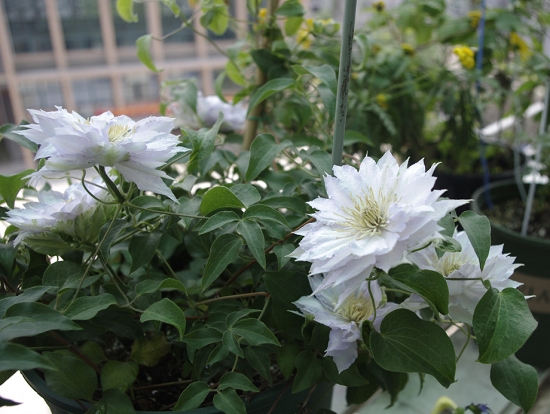 铁线莲怎样种植 铁线莲怎样种植