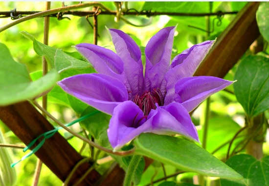 铁线莲花 铁线莲花