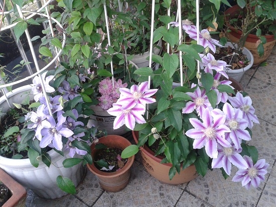 铁线莲怎样种植 铁线莲怎样种植