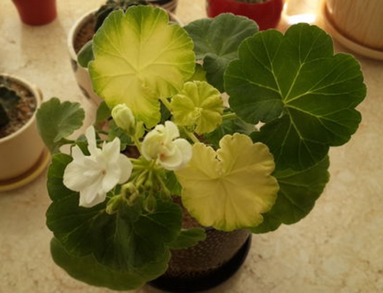 天竺葵新叶子发黄怎么办 天竺葵新叶子发黄怎么办