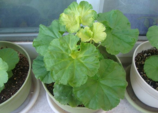 天竺葵新叶子发黄 天竺葵新叶子发黄