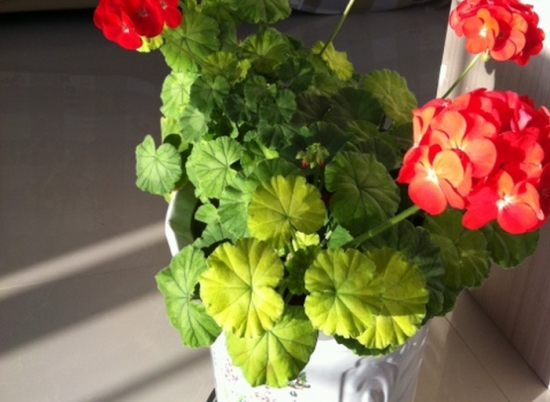 天竺葵新叶子发黄 天竺葵新叶子发黄