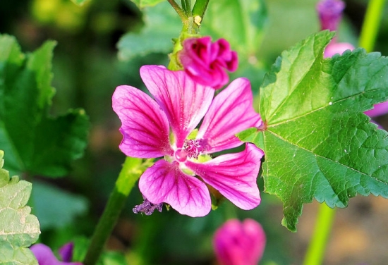 马络葵的生长习性 马络葵的生长习性