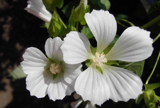 白色马络葵 白色马络葵