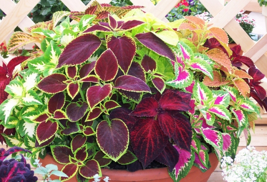 色彩缤纷的彩叶草盆栽 色彩缤纷的彩叶草盆栽