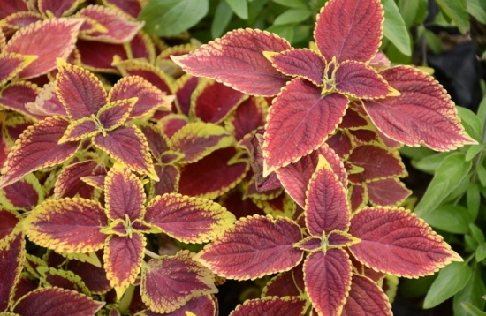 彩叶草的栽培方法 彩叶草的栽培方法