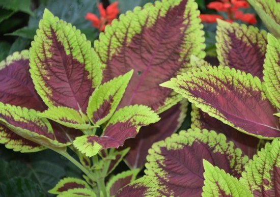 彩叶草的栽培方法 彩叶草的栽培方法