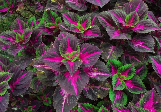 彩叶草的栽培方法 彩叶草的栽培方法