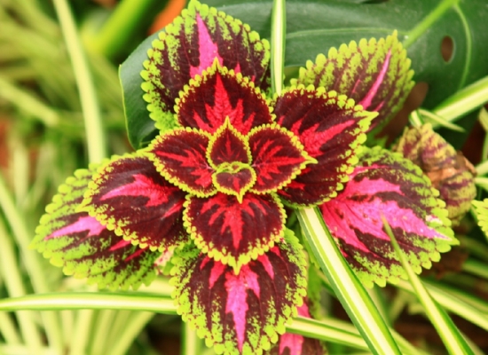 彩叶草的繁殖方法 彩叶草的繁殖方法