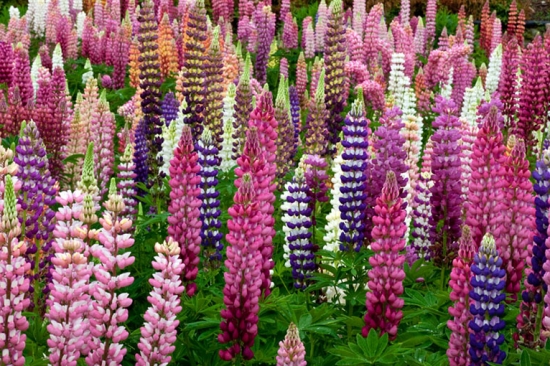 花色丰富的羽扇豆 花色丰富的羽扇豆