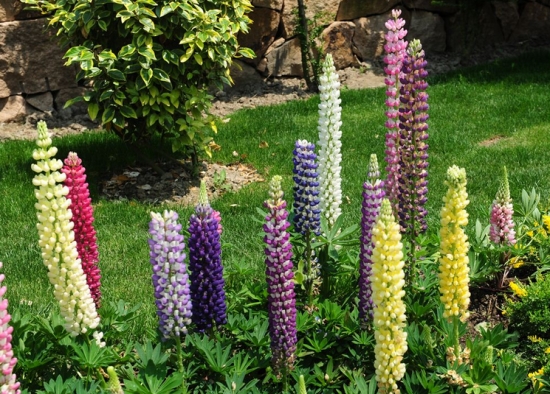 羽扇豆的栽培方法 羽扇豆的栽培方法