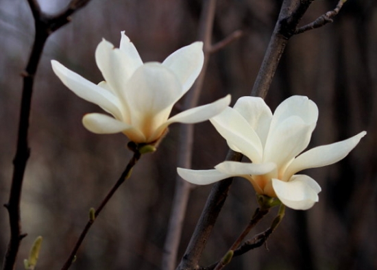 玉兰的栽培技术 玉兰的栽培技术