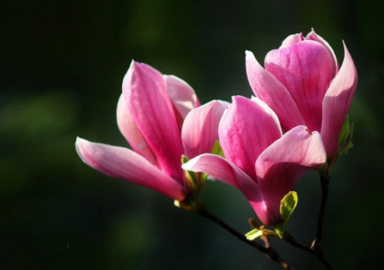 玉兰的栽培技术 玉兰的栽培技术