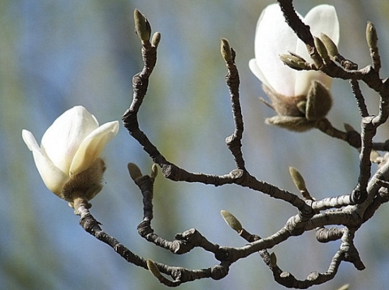 玉兰的栽培技术 玉兰的栽培技术