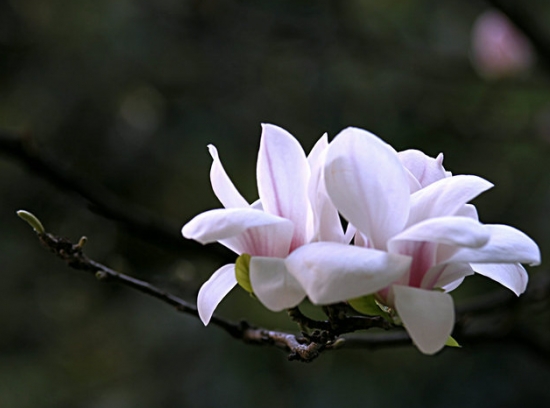 玉兰的栽培技术 玉兰的栽培技术