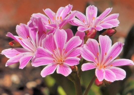 露薇花播种到开花全过程(附图) 露薇花播种到开花全过程(附图)