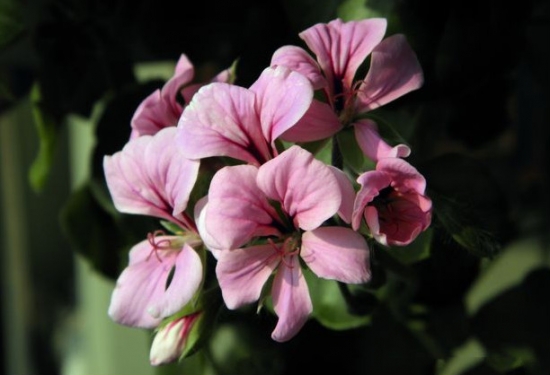 天竺葵龙卷风如何播种 天竺葵龙卷风如何播种