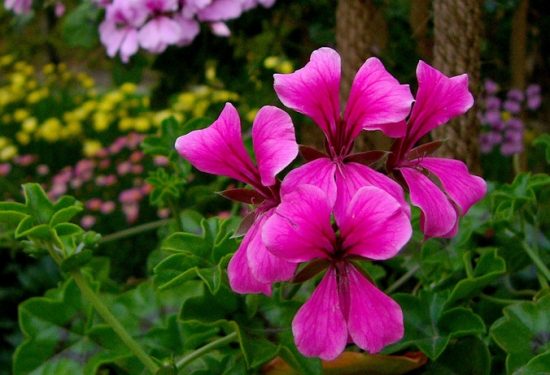 天竺葵龙卷风如何播种 天竺葵龙卷风如何播种