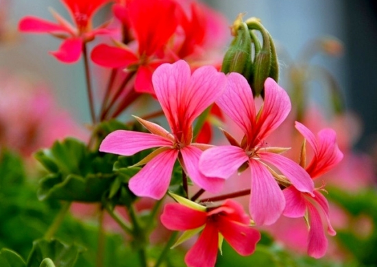 天竺葵龙卷风如何播种 天竺葵龙卷风如何播种