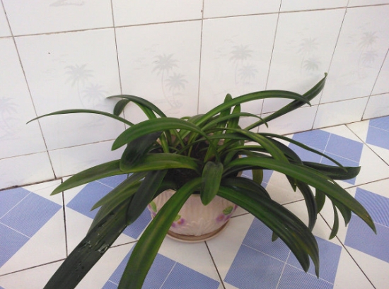 朱顶红秋季怎样养护 朱顶红秋季怎样养护