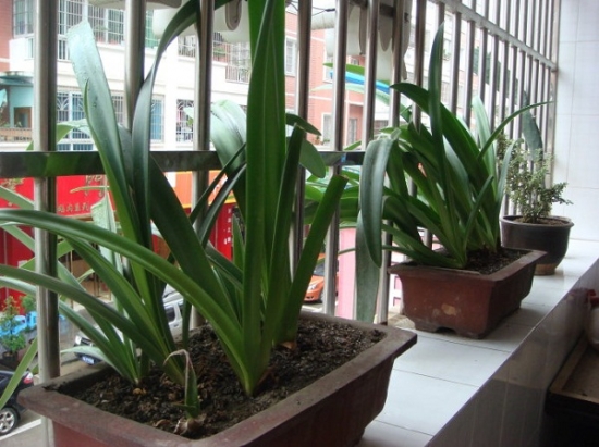 朱顶红盆栽 朱顶红盆栽