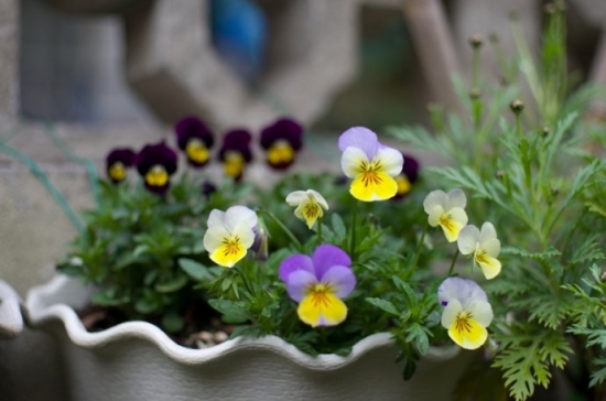 角堇的栽培技术 角堇的栽培技术