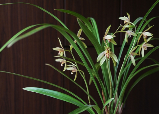 建兰的价格 建兰的价格