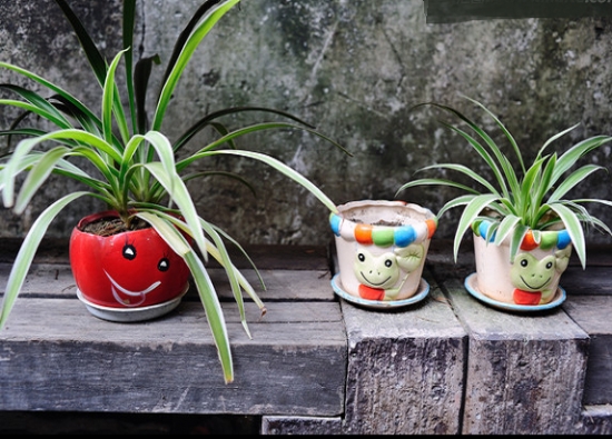 建兰的价格 建兰的价格