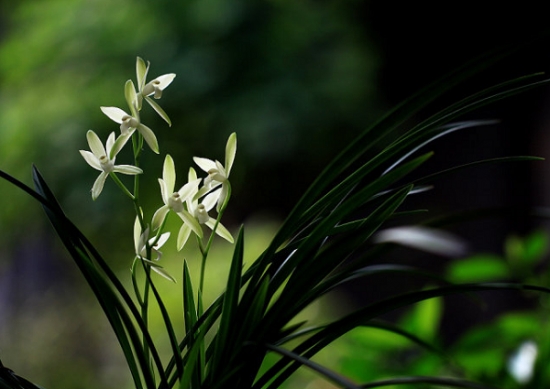 建兰名品——素心 建兰名品——素心