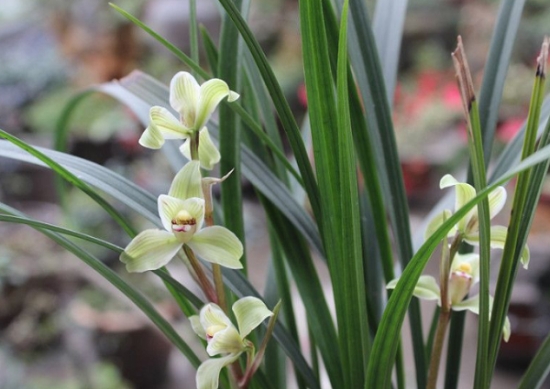 建兰名品——梅仙 建兰名品——梅仙