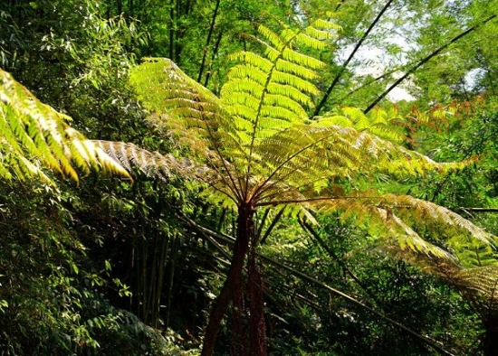 最古老的蕨类植物——桫椤 最古老的蕨类植物——桫椤