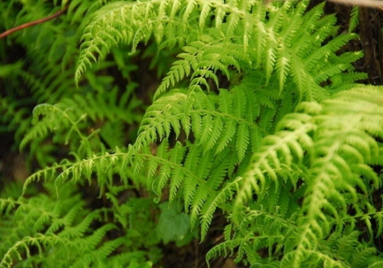 蕨类植物 蕨类植物