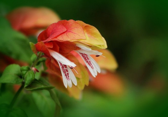 虾衣花的养殖方法及注意事项 虾衣花的养殖方法及注意事项