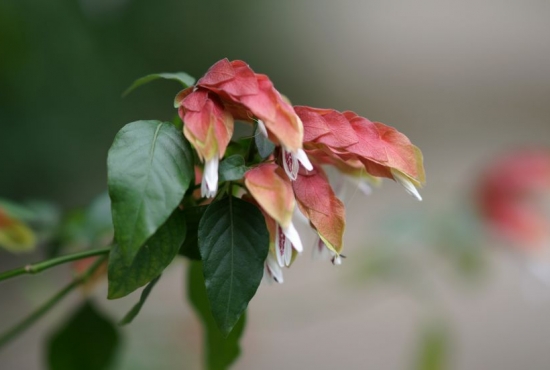 虾衣花的养殖方法及注意事项 虾衣花的养殖方法及注意事项