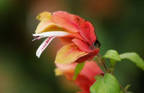 虾衣花的养殖方法及注意事项 虾衣花的养殖方法及注意事项