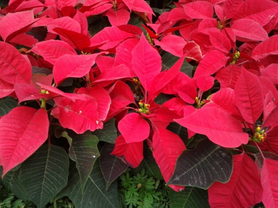 关于圣诞节的植物 关于圣诞节的植物