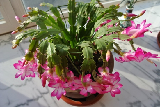 关于圣诞节的植物 关于圣诞节的植物